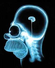 Homer Simpson brain X-Ray